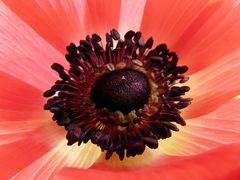 Anemone - Detailansicht