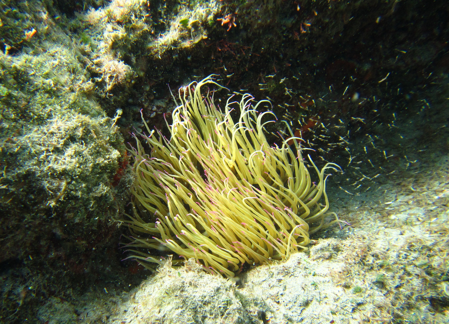 anemone di mare