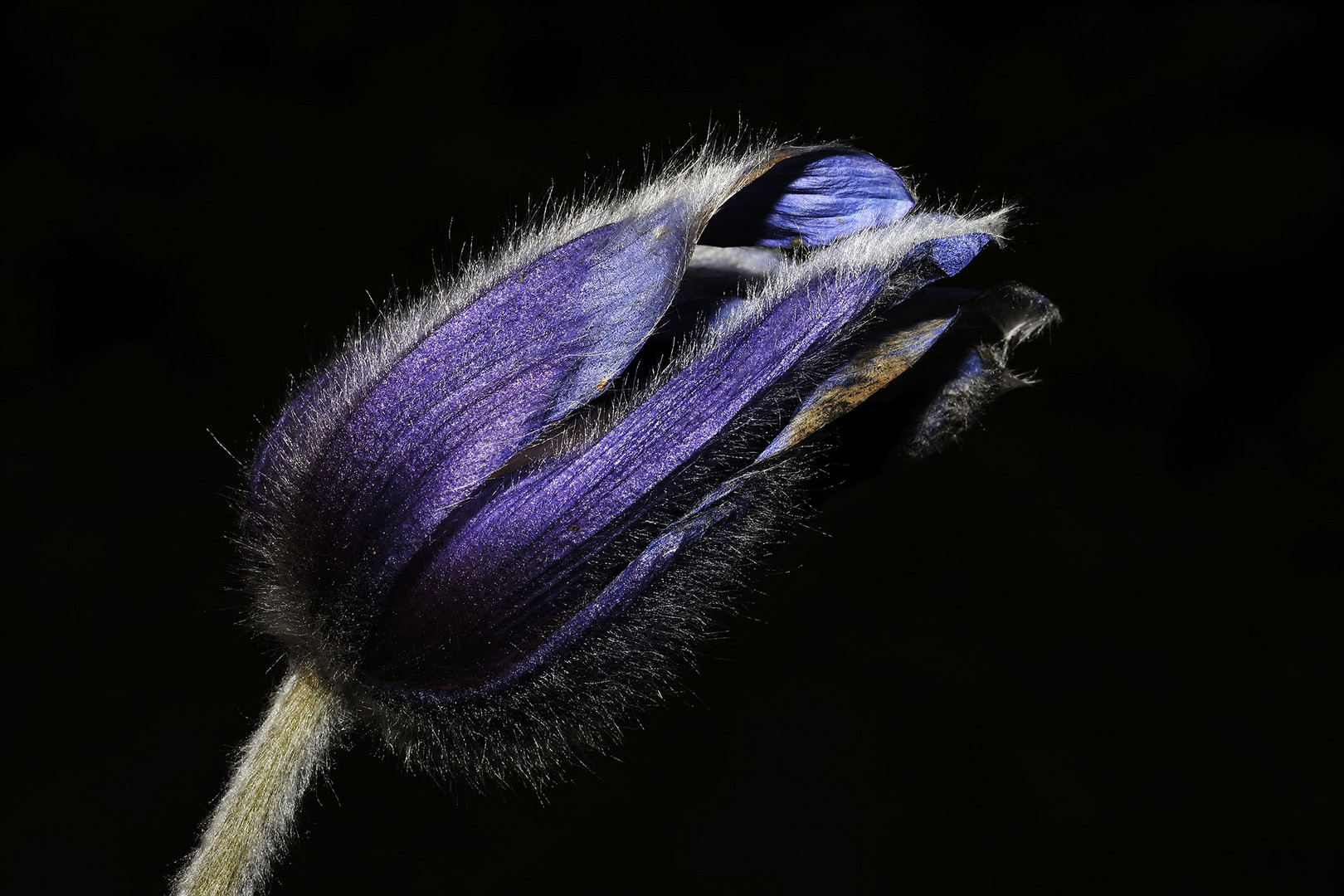 anemone di montagna (1) 