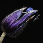 anemone di montagna (1) 
