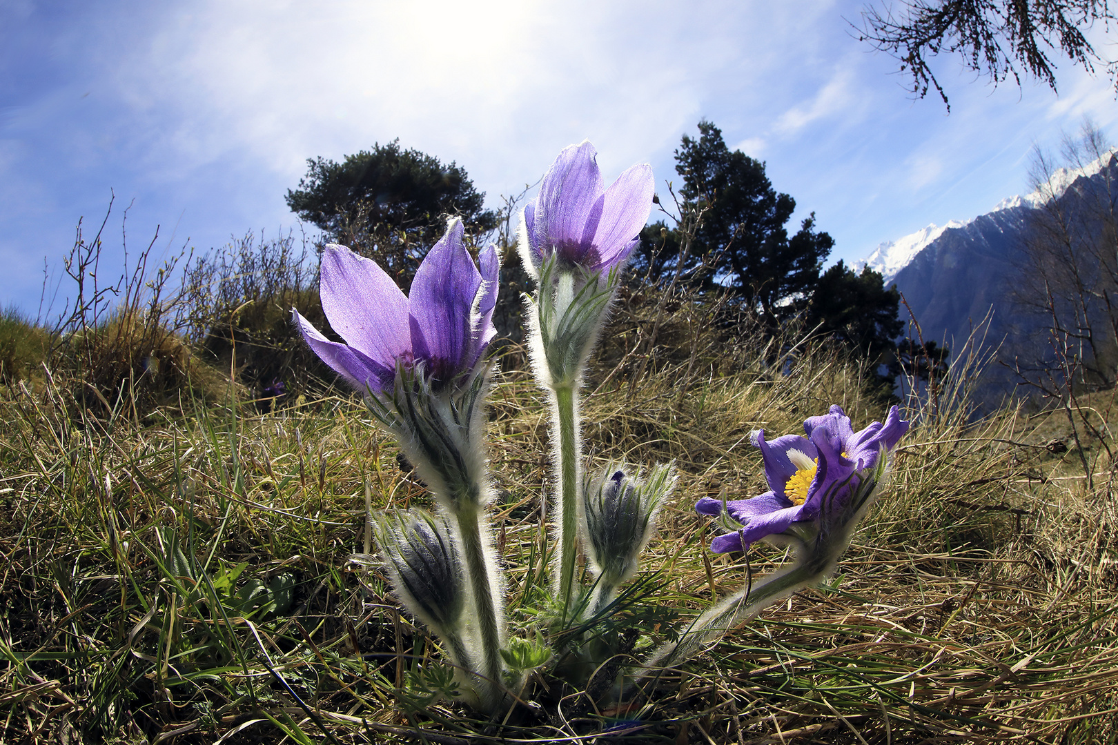 anemone di montagna (3)