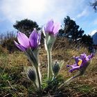 anemone di montagna (3)