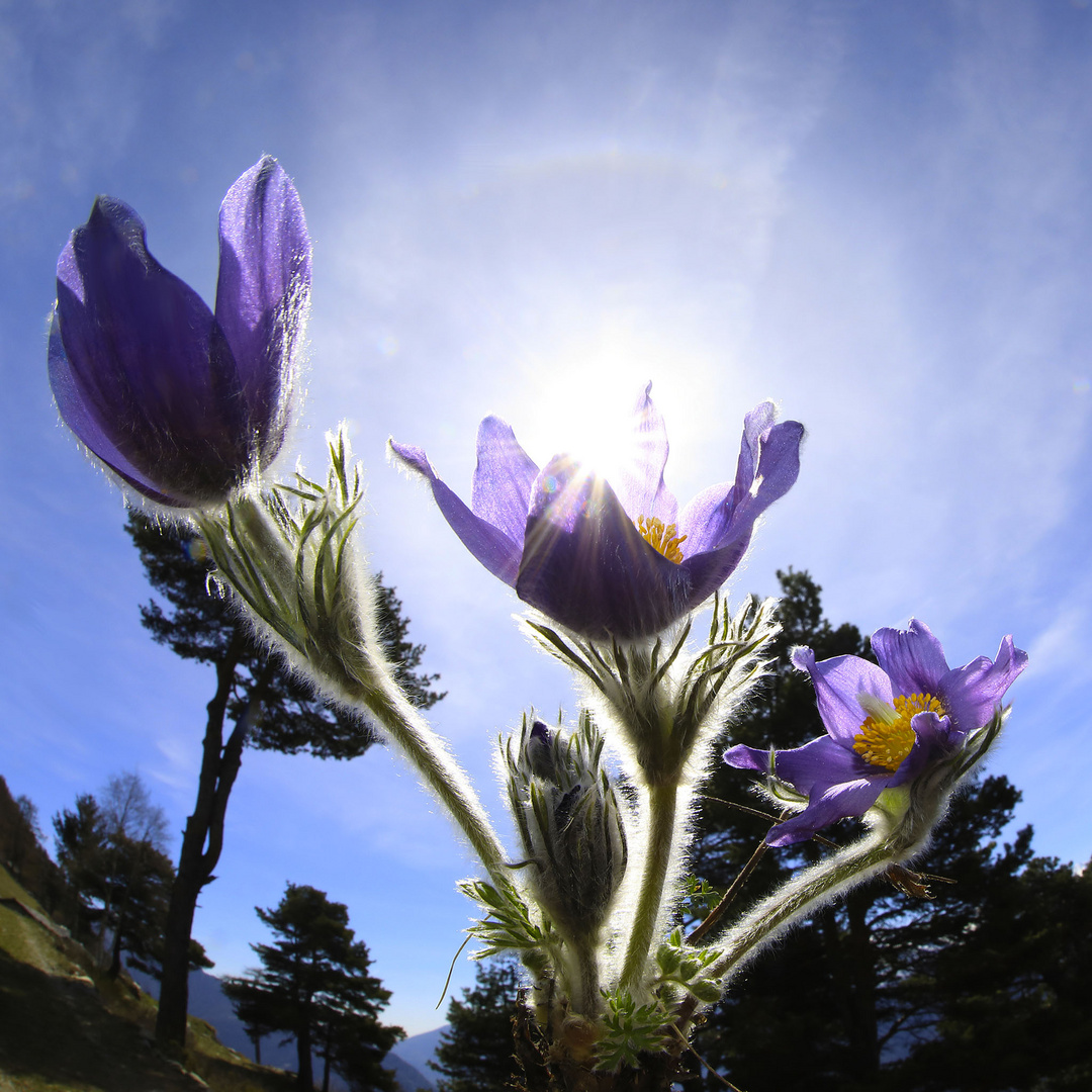 anemone di montagna (4)