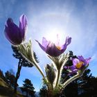 anemone di montagna (4)