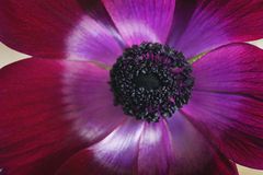 Anemone die Zweite