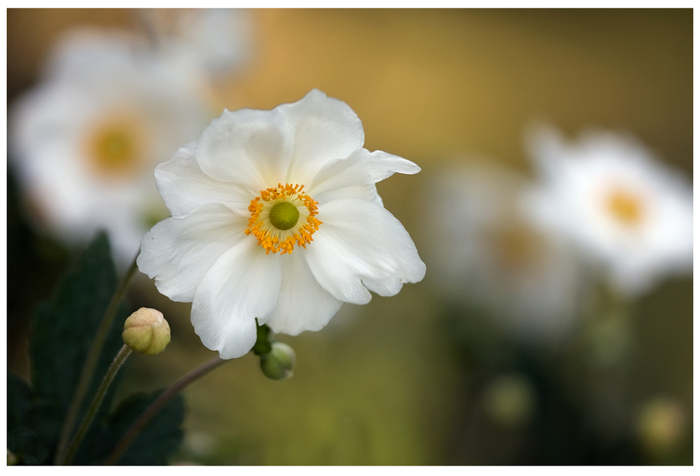 Anemone du Japon