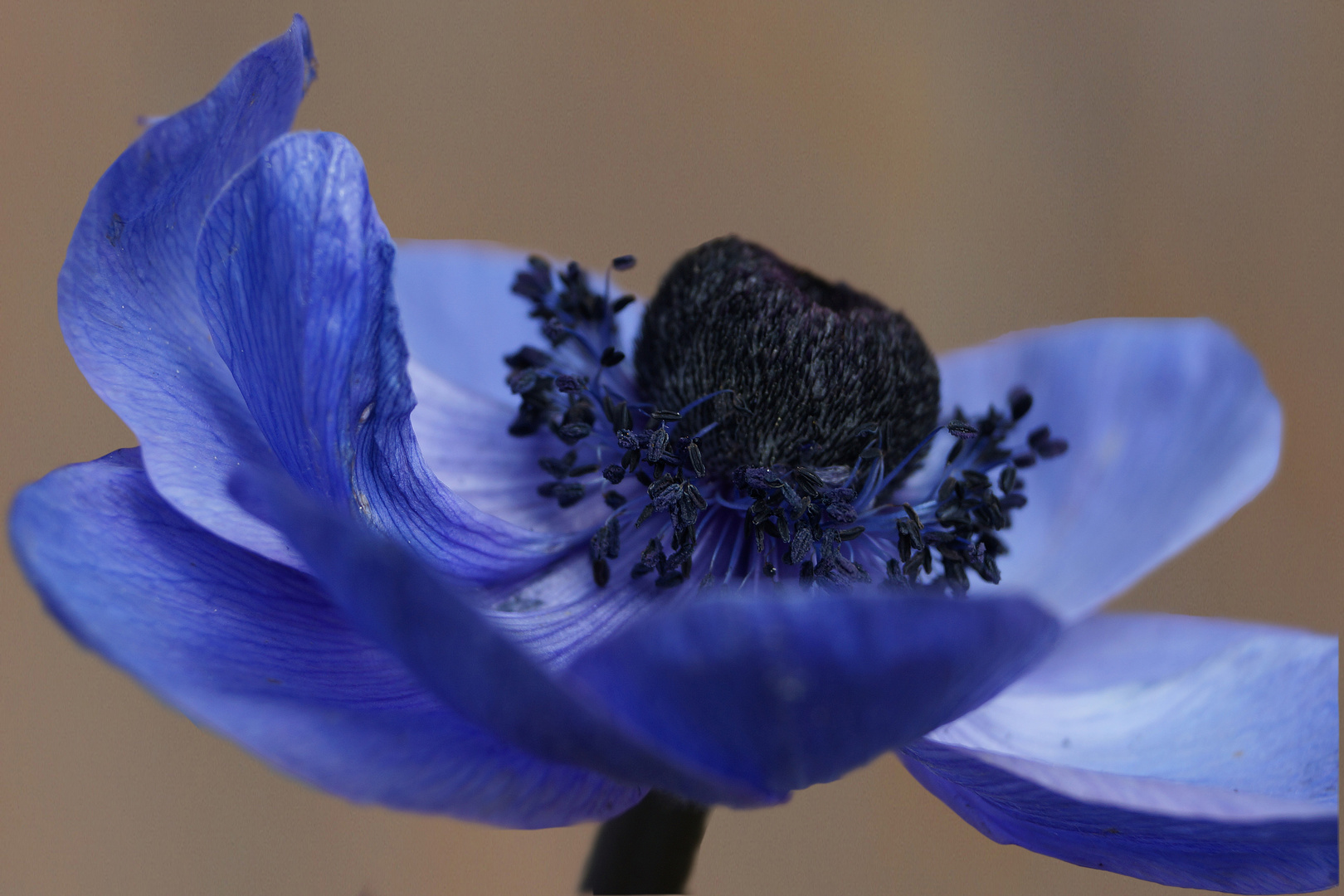 Anemone dunkelblau