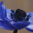 Anemone dunkelblau