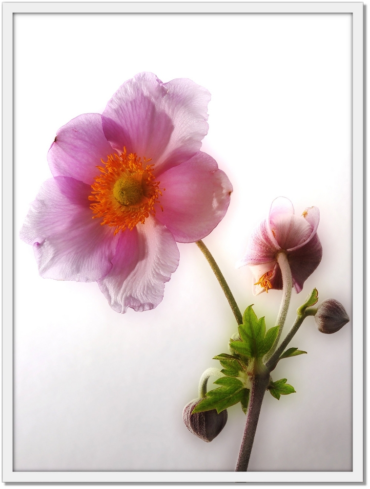 Anemone