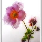 Anemone