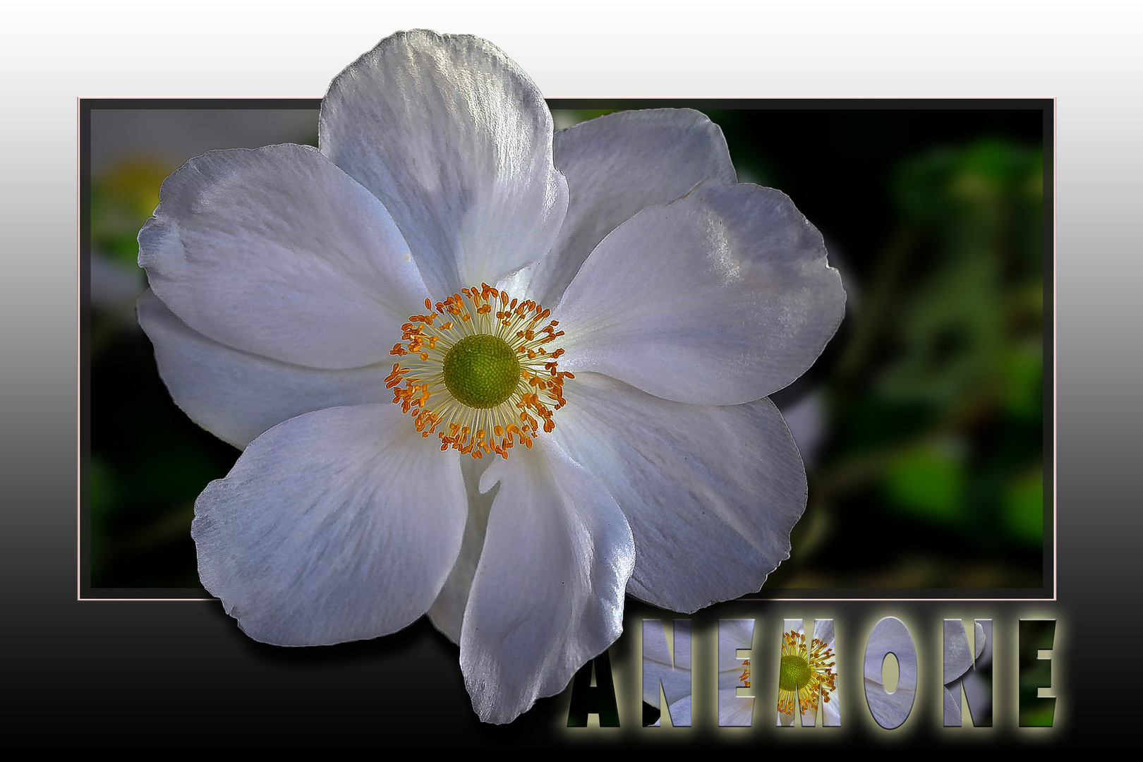 ANEMONE°°° Foto & Bild naturkreativ, blumen_pflanzen, natur Bilder