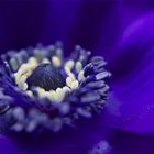 ... anemone ...