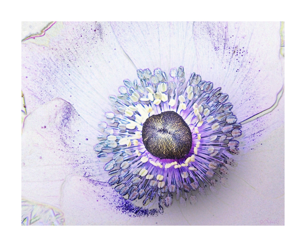 Anemone