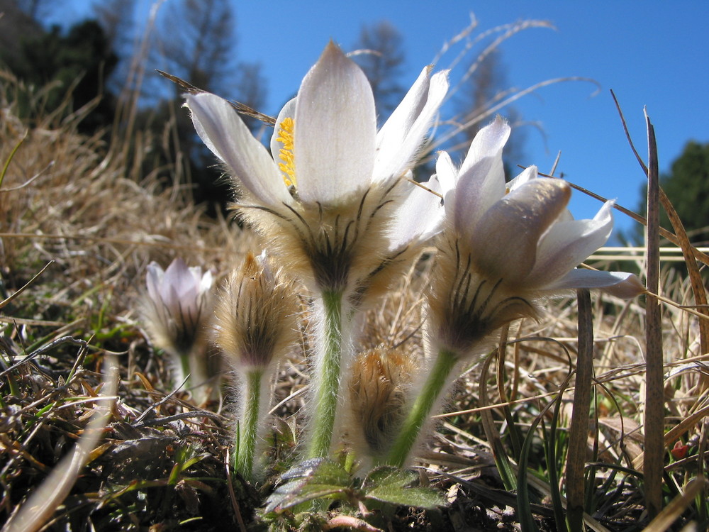 Anemone