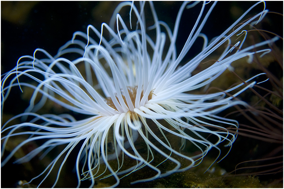 Anemone