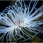 Anemone