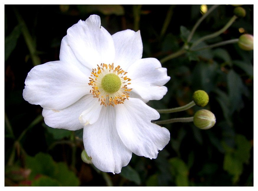 Anemone