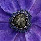 Anemone