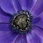 Anemone