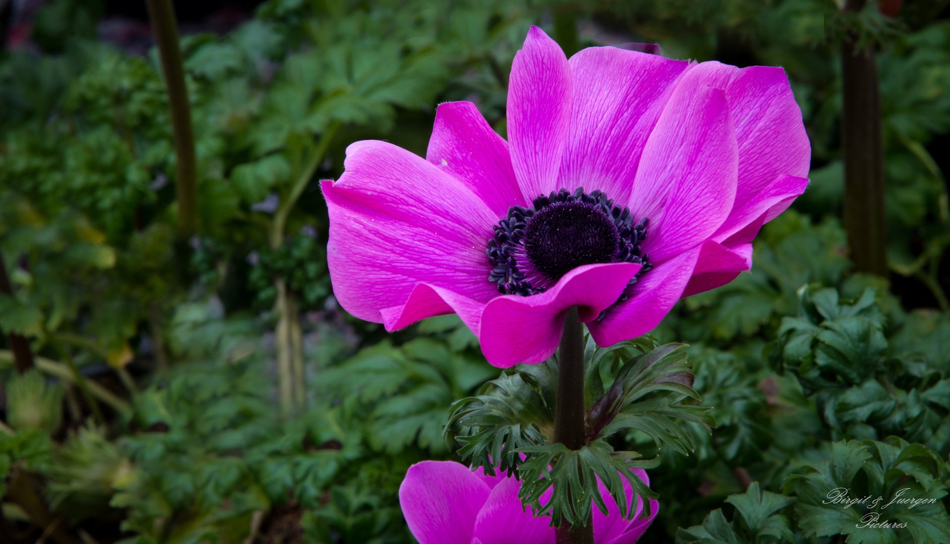 Anemone