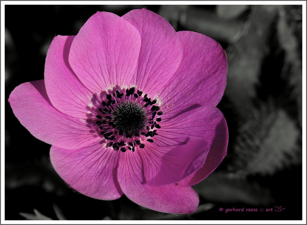 Anemone