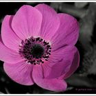 Anemone