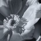 Anemone