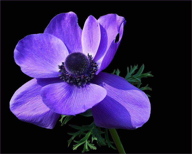 Anemone