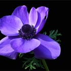 Anemone