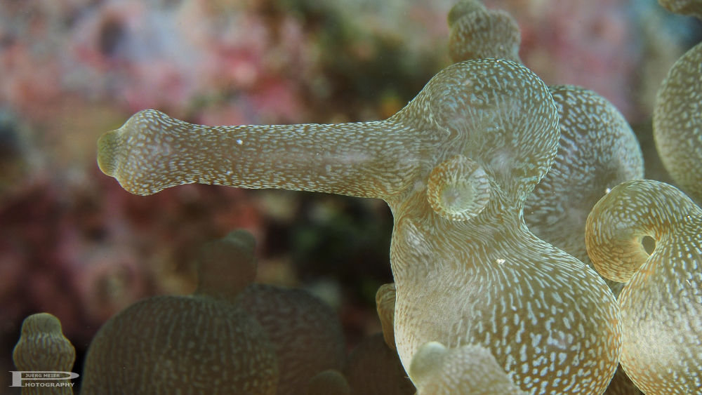 Anemone Foto & Bild | unterwasser, uw-salzwasser, natur-kreativ Bilder