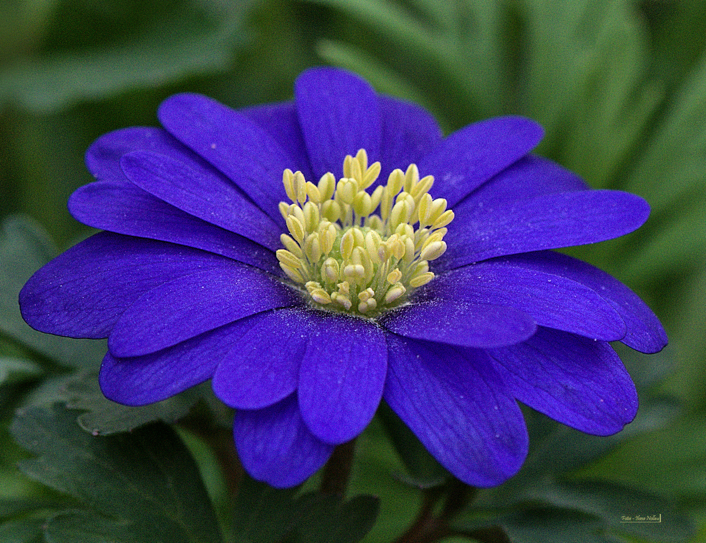 Anemone