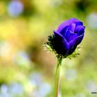 Anémone en plein pré de fleurs