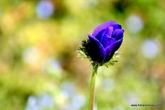 Anémone en plein pré de fleurs