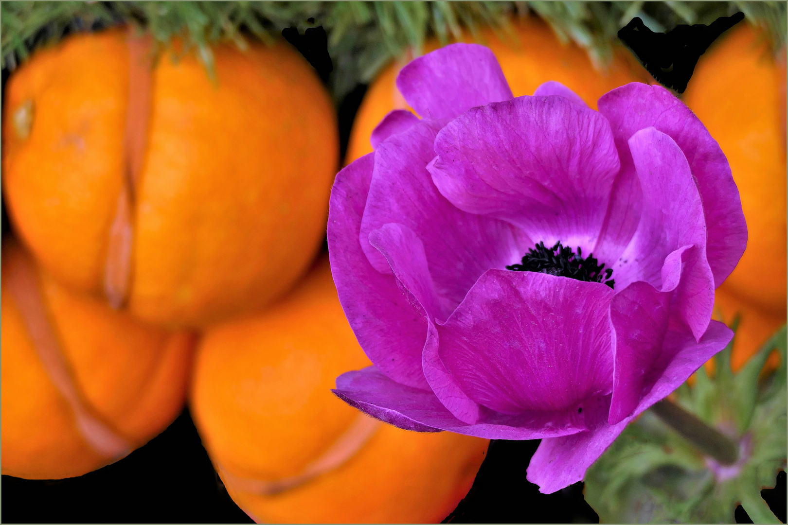 anémone et oranges...