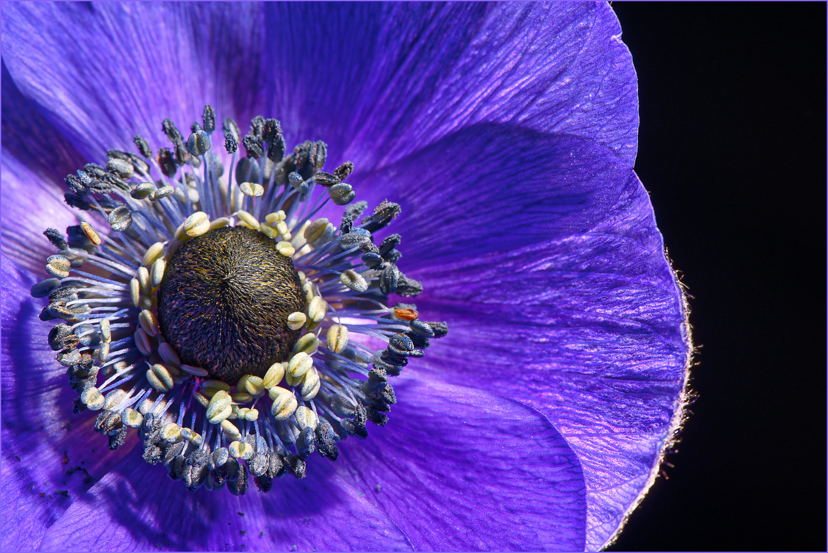 Anemone