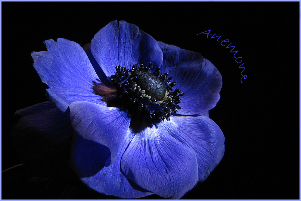 *Anemone*