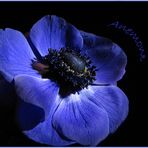 *Anemone*