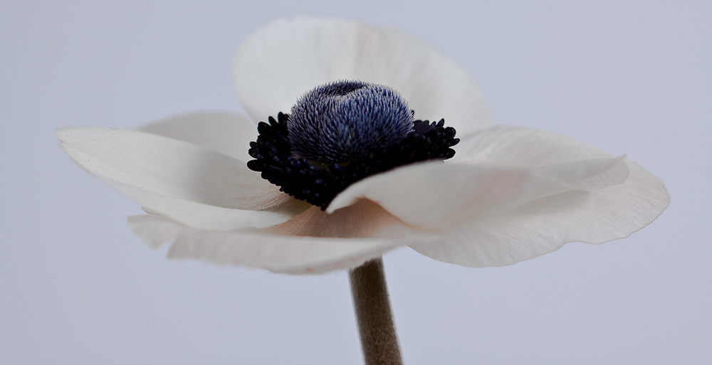 Anemone