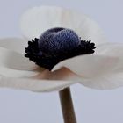 Anemone