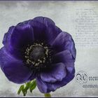 Anemone