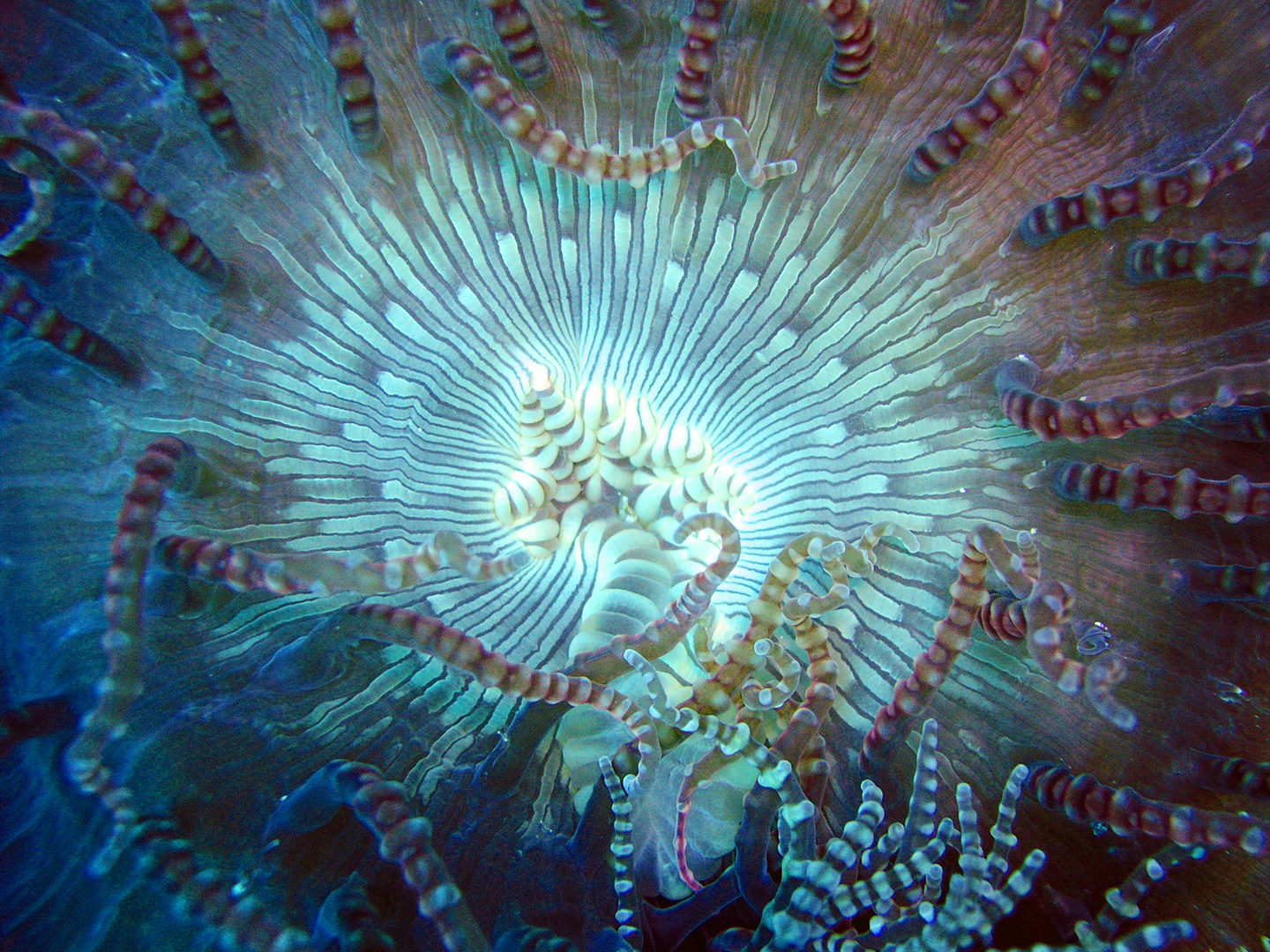 Anemone