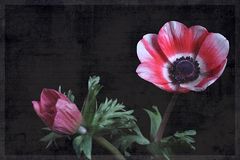 Anemone