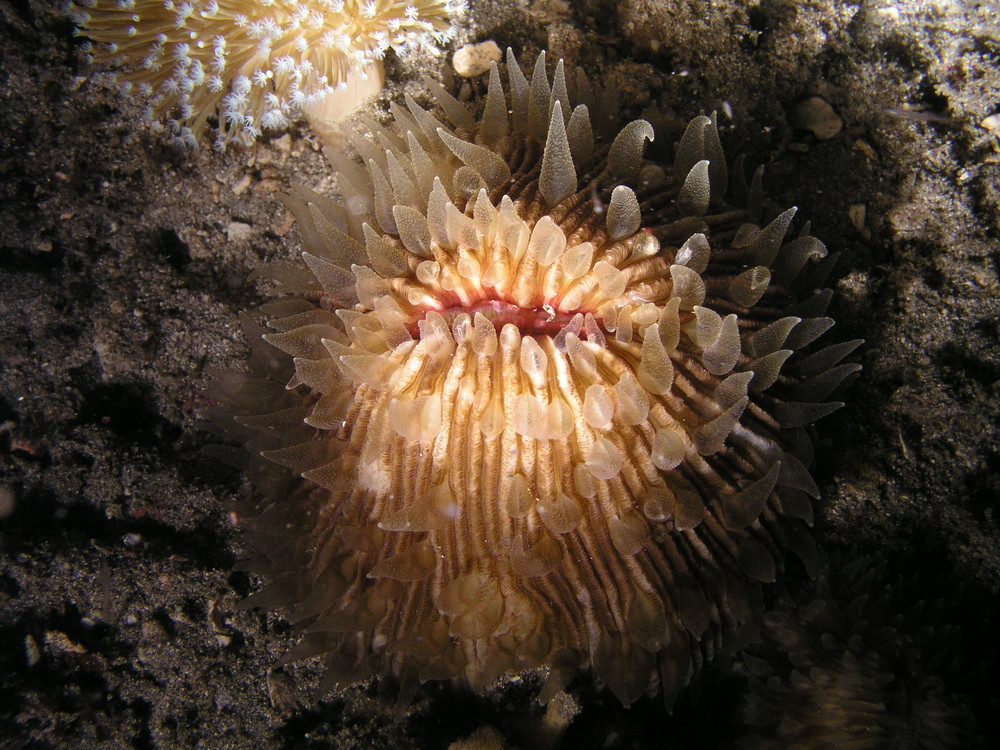 Anemone