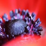 Anemone