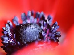 Anemone