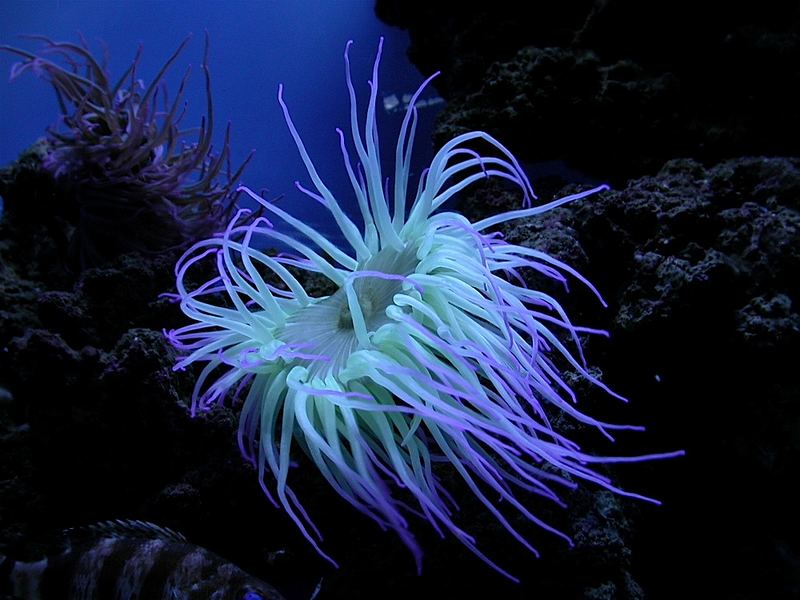 Anemone