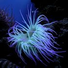 Anemone