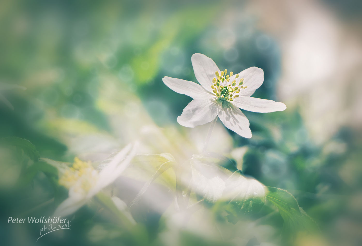 Anemone