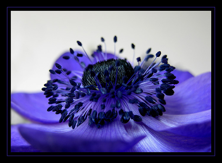 Anemone