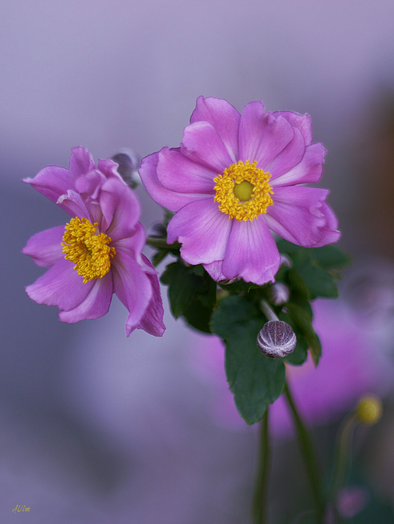 "ANEMONE "